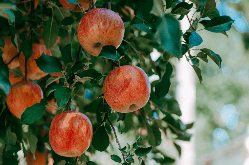 foto proveedores locales conocenos